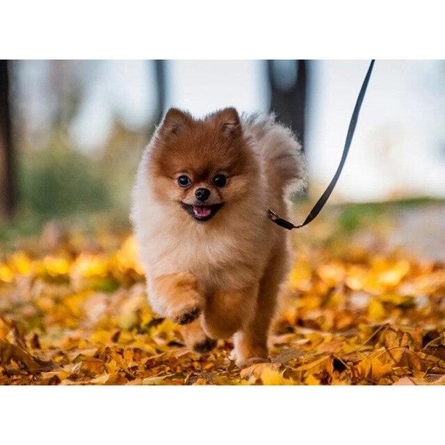 5D DIY Алмазная картина Набор Милый щенок Искусство Алмазная вышивка Стразы Украшения для дома