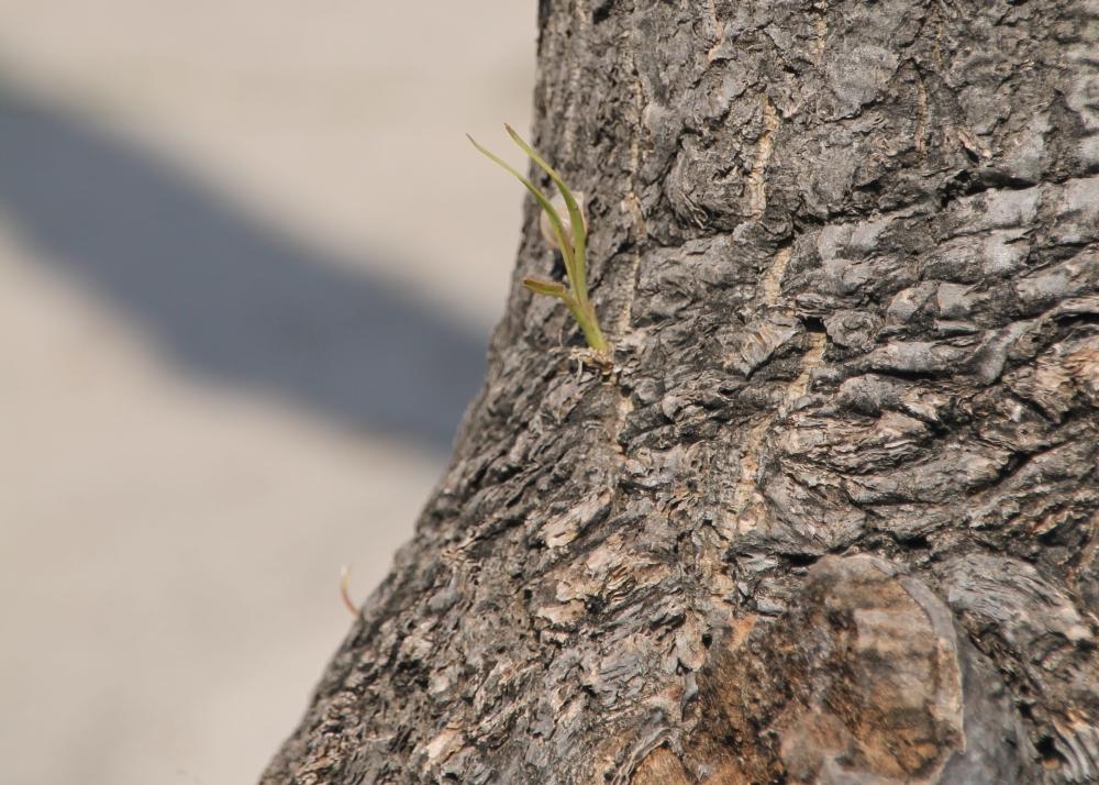 SAFLAX Ponytail Palm - 10 семян - Beaucarnea recurvata.
