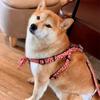 Small Dog, Medium-sized Dog Harness, Dog Walking Leash, Shiba Inu Harness, Anti-flip Arabesque Pattern Chest Strap, Lead Leash Set, Red, M