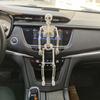 accessories Biology teaching Skeleton model Human Bones Halloween props Car Rearview mirror pendant