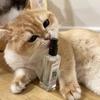 20ml gato alegria spray material natural erval catnip spray gato entretenimento relaxamento spray suprimentos para animais de estimação