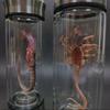 Alien Creature Glass Jar LED Lighted Alien Decoration Gothic Creepy Tabletop Decoration for Halloween Party Sci-Fi Fans Gift