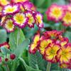 Primrose Flower Seeds for the Garden 0.2g