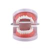 Teaching Typodont Demonstration Flesh Pink Gums Denture Model Standard Teeth Model Teeth Model