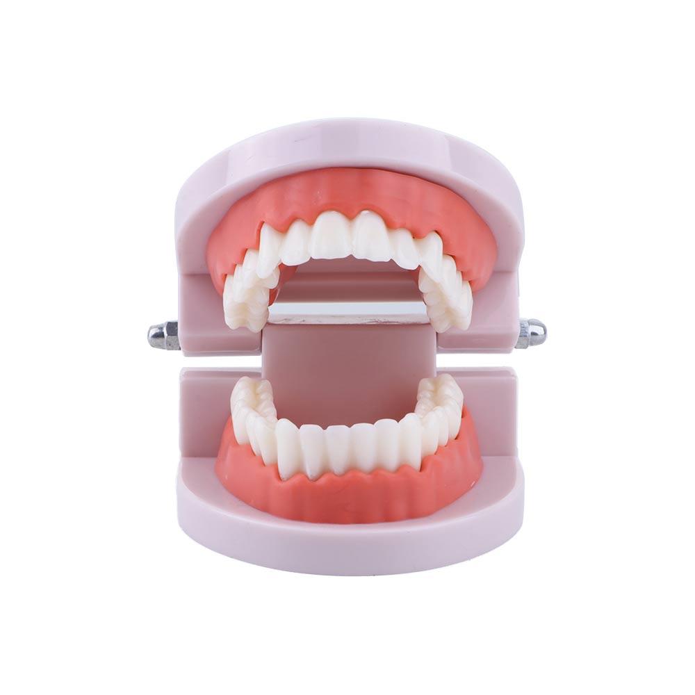 Typodont Demonstration Study Flesh Pink Gums Denture Model Teeth Model Standard Teeth Model