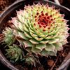Clump-Forming Multi-Head Tie Guan Yin Succulent for Indoor or Balcony Decor