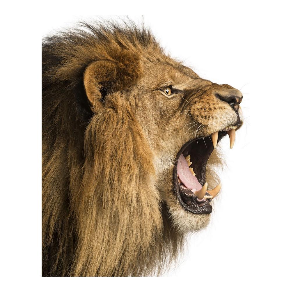 Тигр Леопард Голова Льва Животные Холст Стена Черно-белое Искусство В Темноте Поп Прохладное Искусство Современная Живопись Домашние Картины Украшения Плакаты Принты