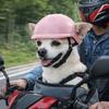 Регулируемый шлем для питомца, ударопрочный защитный шлем для питомца, с открытыми ушами, губчатая подкладка, защита головы для собаки, для езды на велосипеде