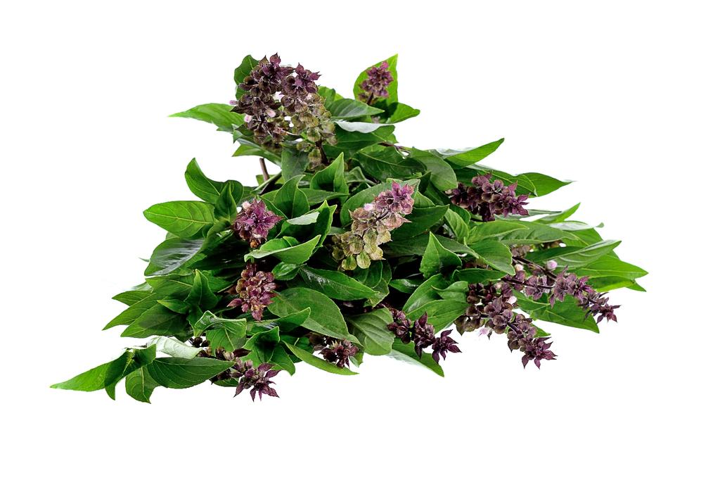 SAFLAX Garden in the Bag - Органический - Базилик тайский - 250 семян - С субстратом в подходящем стоячем пакете - Ocimum basilicum