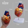 Lunari Heart Model, Life-Size 1:1 Human Anatomy Model, Full Color, with Stand, Educational, Anatomical Structure, Research, Training Materials