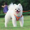 Adjustable Puppy Cat Soft Pet Accessories Dogs Chest Strap Dog Harness Traction Rope Vest