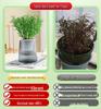 Rosemary and Mint Potted Herb: Edible, Mosquito-Repellent, Easy-Care Indoor Plant for Cooking and Decor.