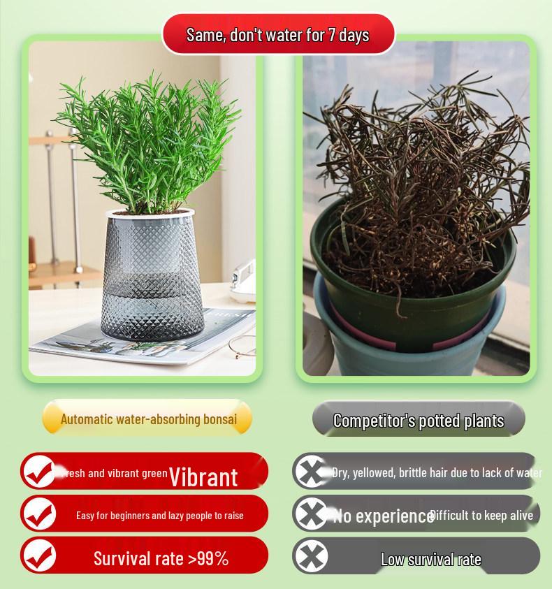 Rosemary and Mint Potted Herb: Edible, Mosquito-Repellent, Easy-Care Indoor Plant for Cooking and Decor.