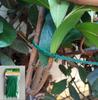 11.5CM Reusable Plant Tie - Plastic Fixing Buckle for Garden & Horticulture
