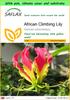 Garden To Go - African Climbing Lily - 15 Seeds - With Pot, Climate Lid and Growing Substrate - Gloriosa Rothschildiana