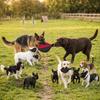 Tough Woven Texture Dog Training Toy German Shepherd Malinois Toy  Pet Behavioral Guidance