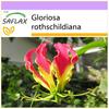 African Climbing Lily - 15 Seeds - Gloriosa Rothschildiana