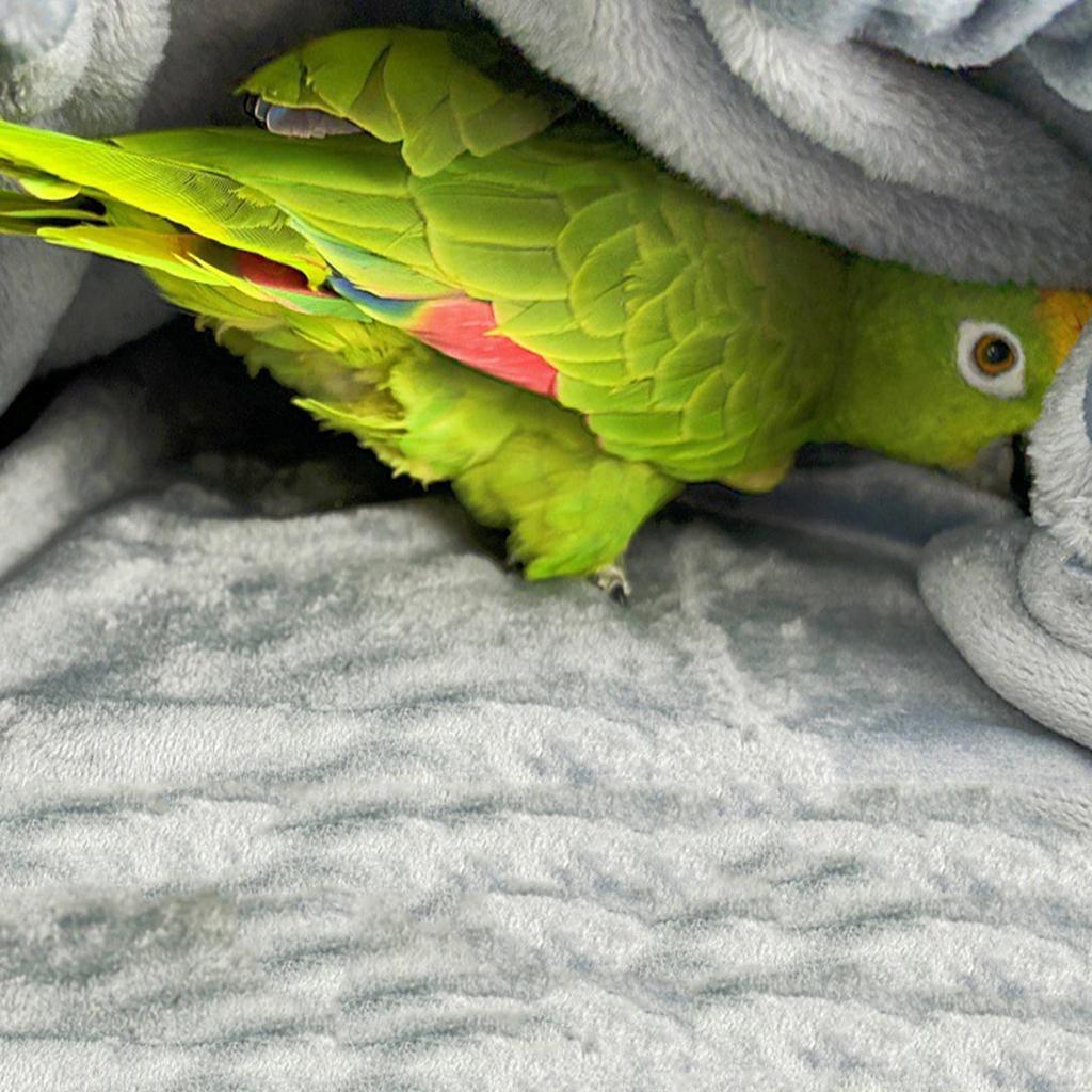 Защитный наплечник для попугаев с защитой от царапин для птиц, браслет и игрушка для корелл, зябликов, многофункциональная наплечная подгузник для домашних животных