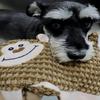 Собачьи игрушки для жевания без наполнителя Прочные интерактивные пищащие игрушки с громким пищальником