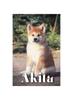 Книга Akita : How To Train Your Dog and Raise from Puppy Correctly