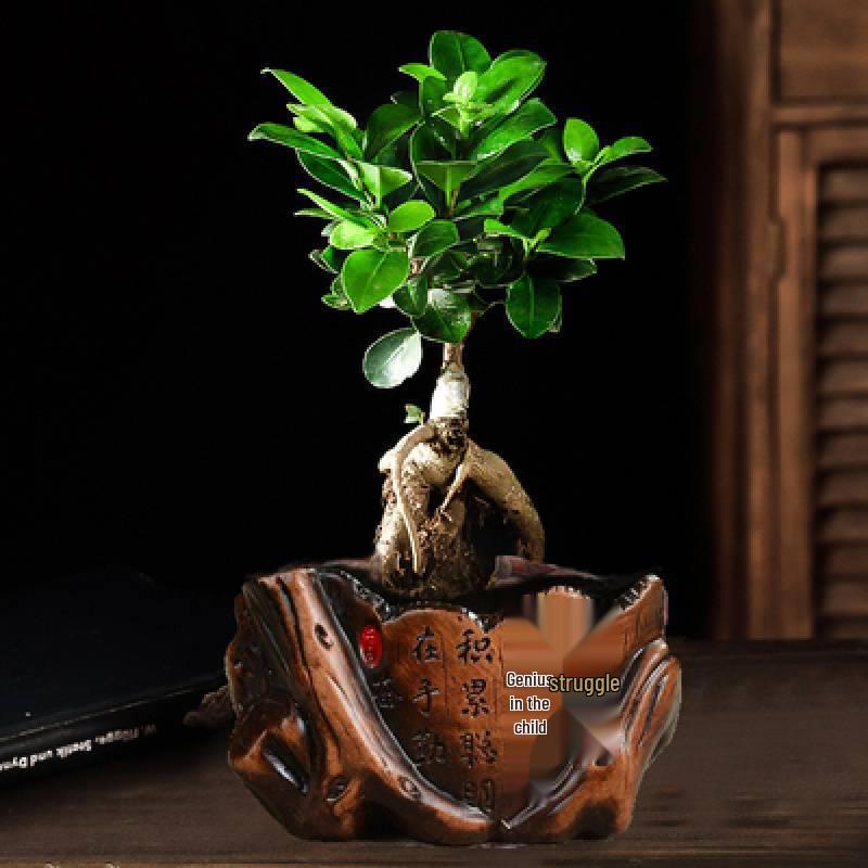 Ficus Microcarpa Bonsai: Evergreen Small-Leaf Zen Indoor Plant