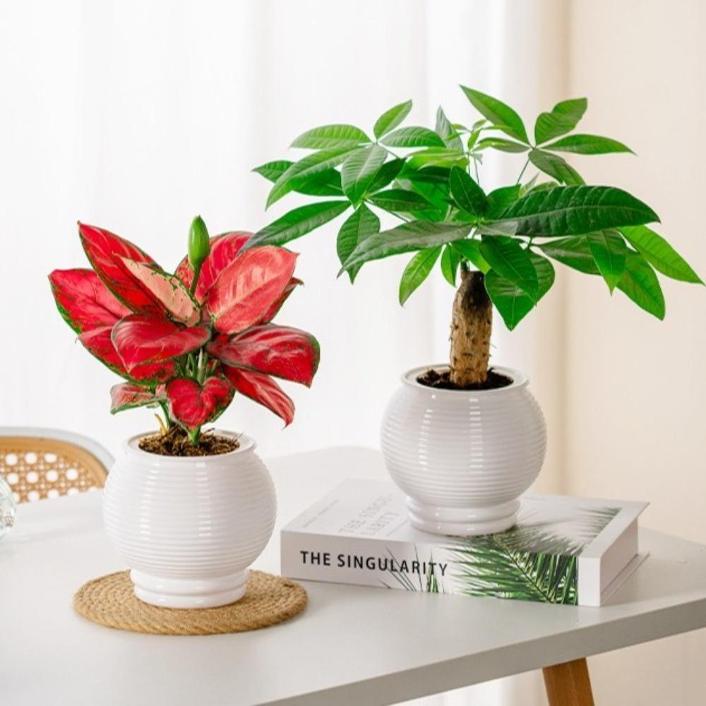 Removable Flowerpot Plastic Office Bonsai Decor Fashion Mini Succulent Planter Tabletop Vase