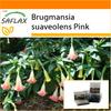 Garden in the Bag - Angel's Trumpet Pink - 10 семян - С субстратом в подходящем пакете-стойке - Brugmansia suaveolens Pink