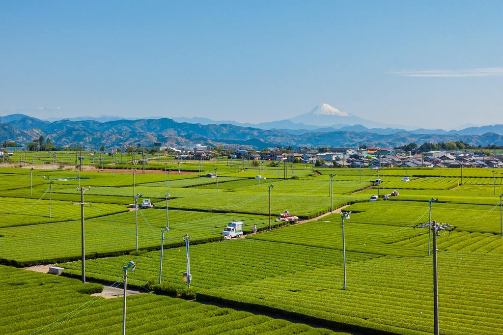JA Oigawa Чай JA Oigawa Зеленый чай в пакетиках 3 г x 40 Чай Сидзуока Сенча из префектуры Сидзуока Холодный заварной чай Чай матча в пакетиках