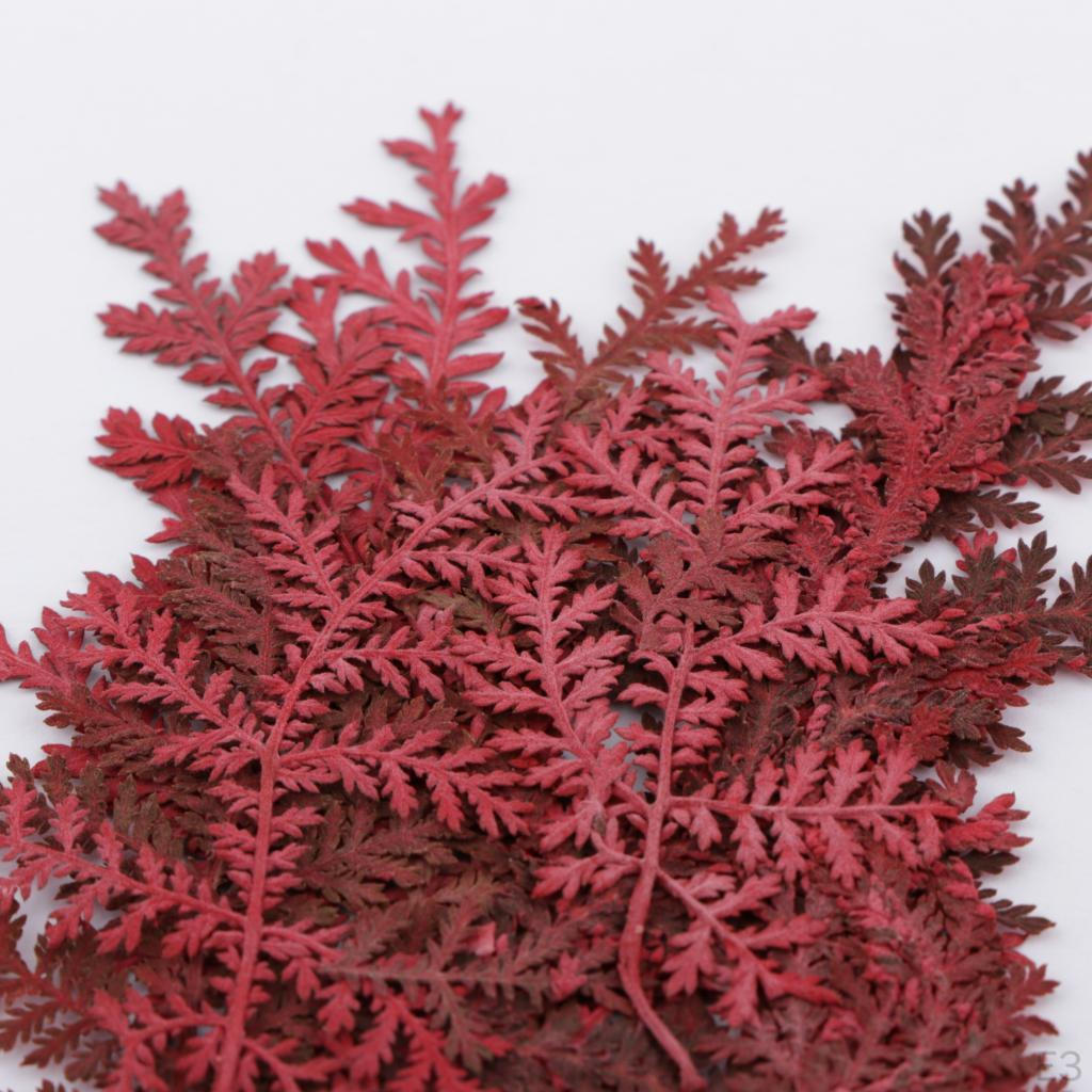 12 ассорти из сухих цветов и листьев полыни. Открытки «Сделай сам» с изображением искусства и скульптуры.