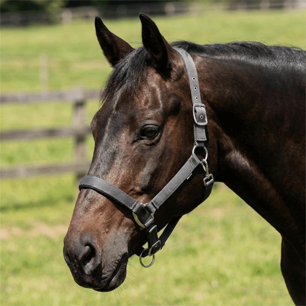 Adjustable Horse Halter Durable Horse Training Rope Universal Fit Equestrian Bridle Horse Training