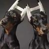 10Pcs Soft Foam Rods Dog Ear Stand Up Tool Prevent Ear Fold Dog Ear Erecting Kit  Dog Accessory