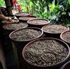 WORCAS Суматранский кофе Копи Лювак Цивет Кофе в зернах Арабика Подарочный подарок Роскошные редкие жареные кофейные зерна Копи Лювак [Цельные зерна/100 г] Индонезия…