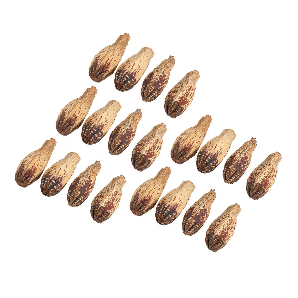 5 Bag Parrot Chew Nuts Relieve Boredom Sharpen Mouth Natural Home Decorative Dried Nut