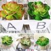 1Pc Plastic Fake Artificial Succulents Plant Bonsai Garden Home Office Decor