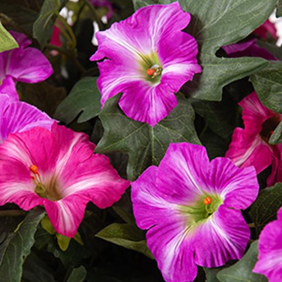 2 шт. Подвесные искусственные ипомеи, устойчивые к УФ-излучению, реалистичные поддельные пластиковые цветы, свадебная вечеринка, сад, настенный декор, искусственное цветение