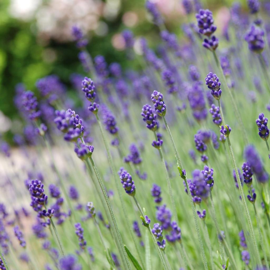 Moisture Herbal 7 Sheets MARKS&WEB Mask, Lavender/Chamomile,