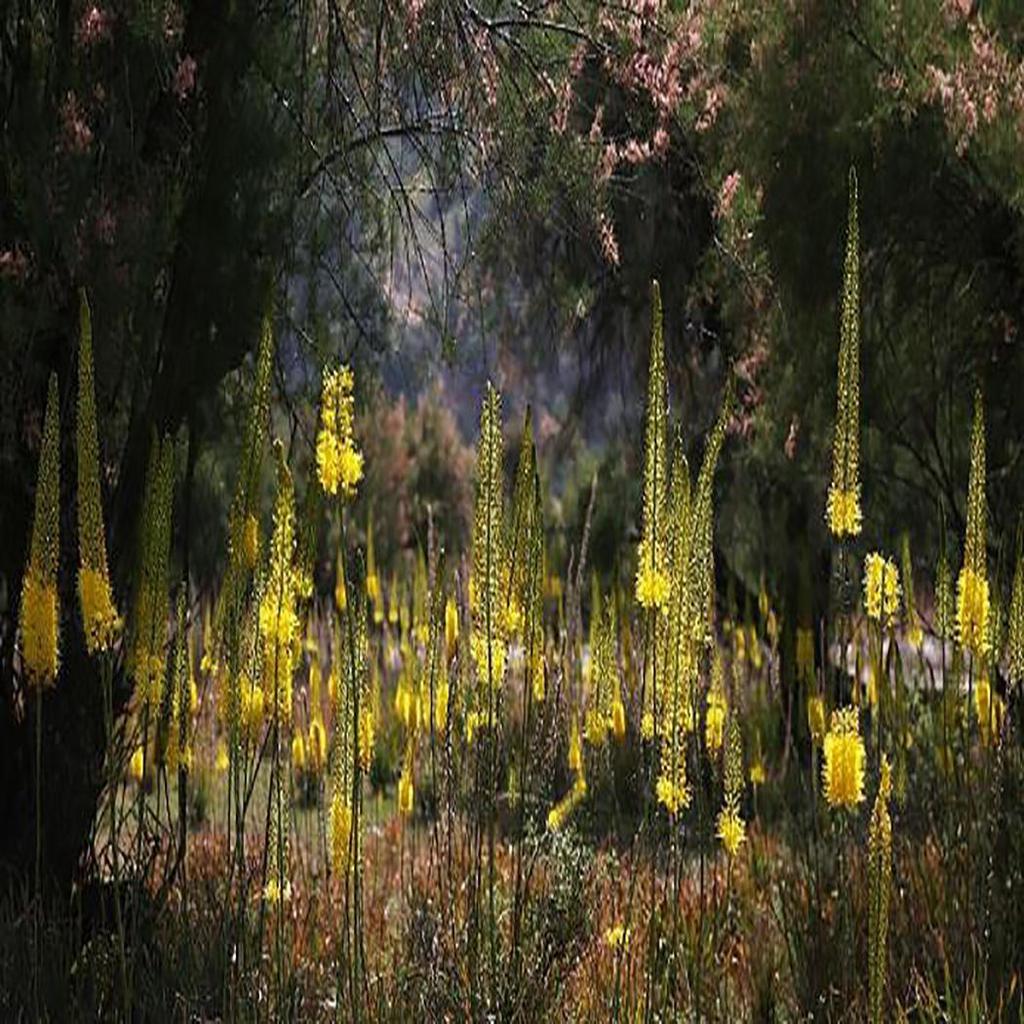 Садовые 100 шт. семена эремуруса лисохвост лилии луковицы выносливые многолетние декоративные растения