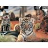 5D Алмазная картина Кошка и Тигр Вышивка крестиком Полная алмазная вышивка