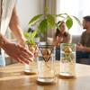 3Pcs Stable Avocado Germination Stand Floating Gardening Vase Holders  Home Indoor Desk
