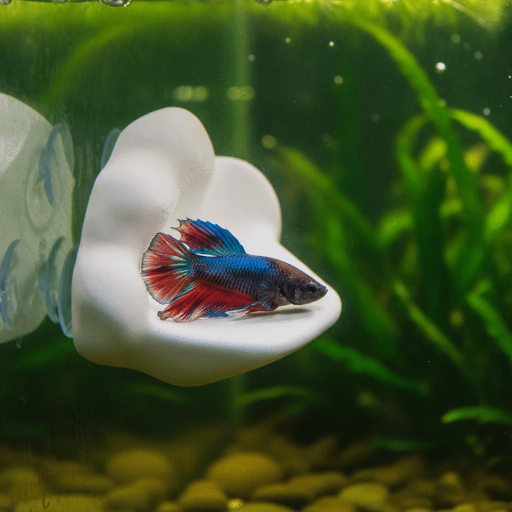 3D Printing Betta Fish Hammock with Suction Cup Betta Spawning Bed Aquarium Decoration