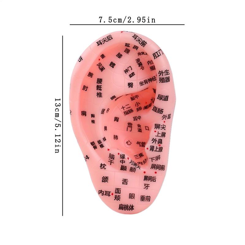 Модель рефлекторной зоны уха, рефлекторная зона, анатомия уха, демонстрационная модель, школьный класс, лекционный реквизит, для начинающих и профессионалов, учебное пособие