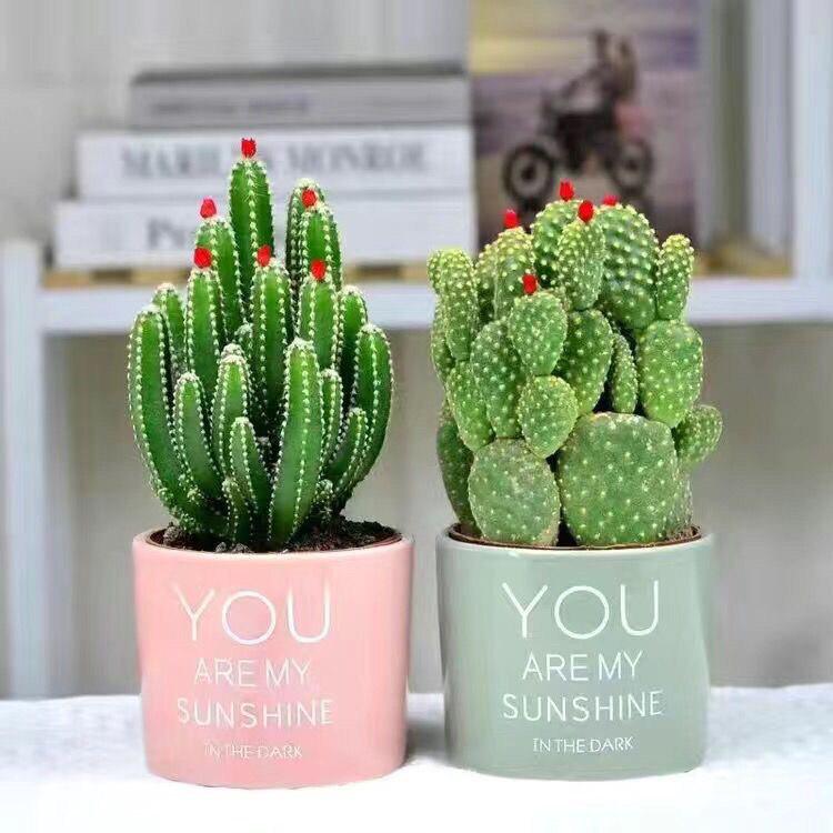 Easy-Care Succulent Arrangement: Wealth-Attracting Mountain Cacti & Flowers for Office or Living Room Décor