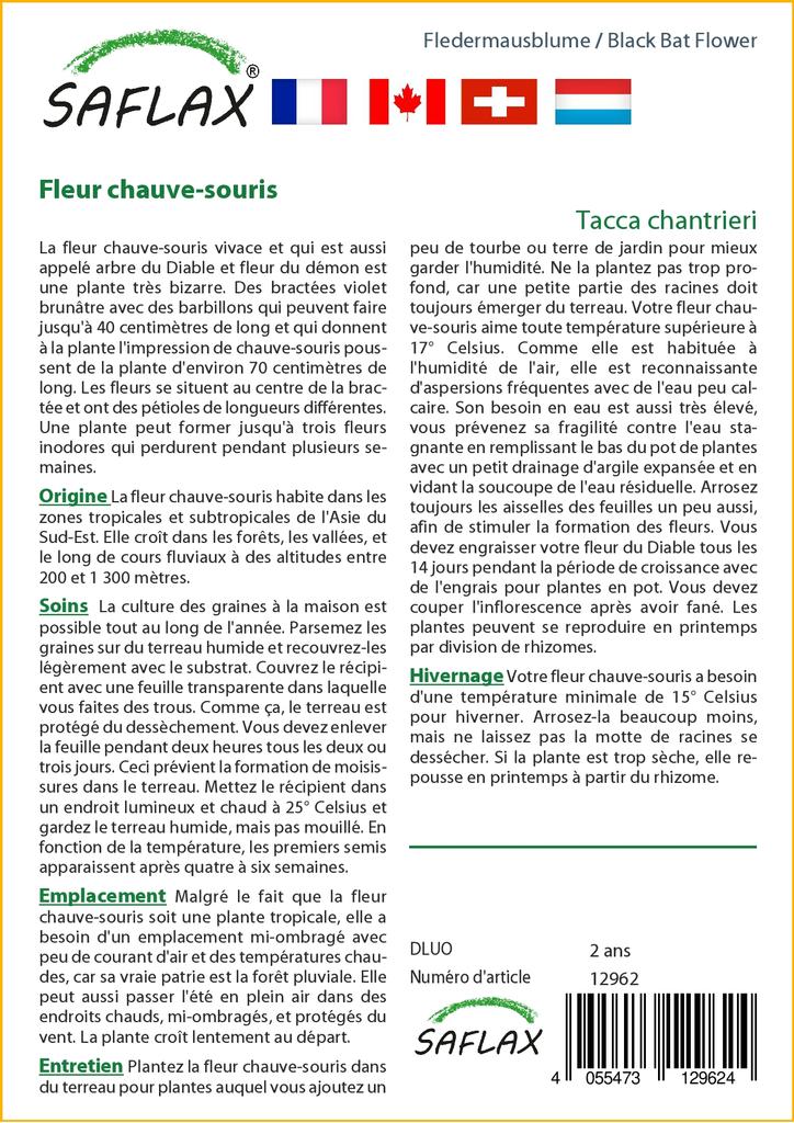 SAFLAX Цветок черной летучей мыши - 10 семян - Tacca chantrieri