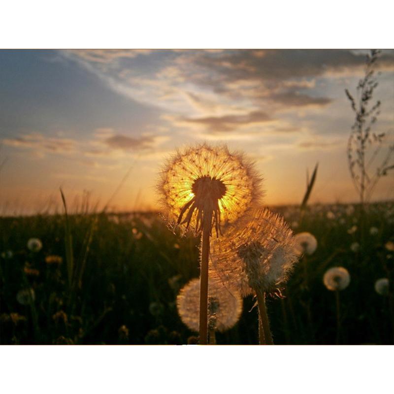 Diamond Painting Dandelion Full Square Mosaic Art Sunset Diamond Embroidery Landscape Picture of Rhinestone Home Decor