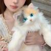 Плюшевая игрушка кошка калико - Кукла котенок в стиле TikTok, рюкзак и подарок на день рождения