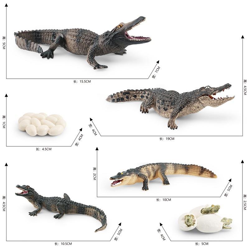Simulated Forest Animal Crocodile Growth Cycle Chinese Alligator Growth Process Animal Model Doll Static Ornament