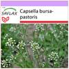 Пастушья сумка - 1000 семян - Capsella bursa-pastoris
