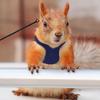 Yousheng Bearded Dragon Harness And Leash Set Adjustable Lizard Harness with Nylon Rope Small Animal Traction Rope Accessories for Bearded Dragon