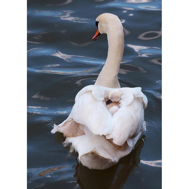 DIY Лебедь 5D алмазная живопись полная круглая дрель Алмазная вышивка животные стразы набор для вышивки крестом подарок домашний декор