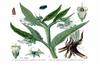 SAFLAX Garden in the Bag - Окопник - 15 семян - С субстратом в подходящем стоячем пакете - Symphytum officinale